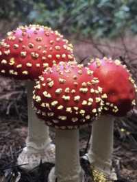 amanita mushrooms on rio grande do sul