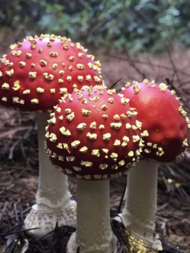 amanita mushrooms on rio grande do sul