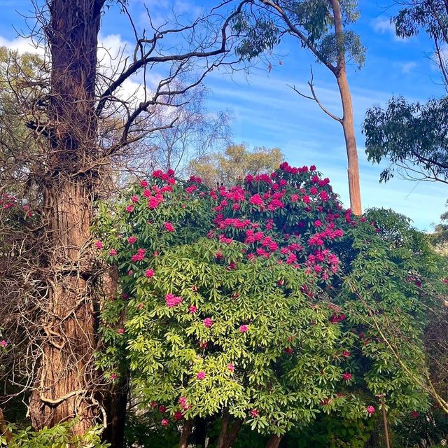 Nice Garden: Mount Lofty Botanic Garden 🇦🇺