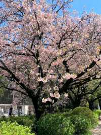 東京《都立砧公園》🌸激罕🌸超大櫻花樹🌸
