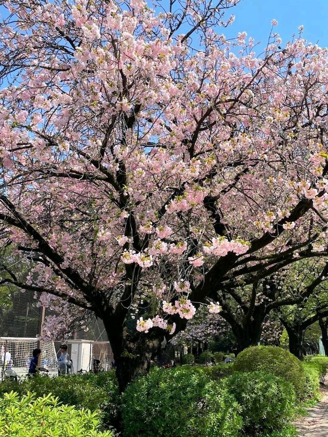 東京《都立砧公園》🌸激罕🌸超大櫻花樹🌸