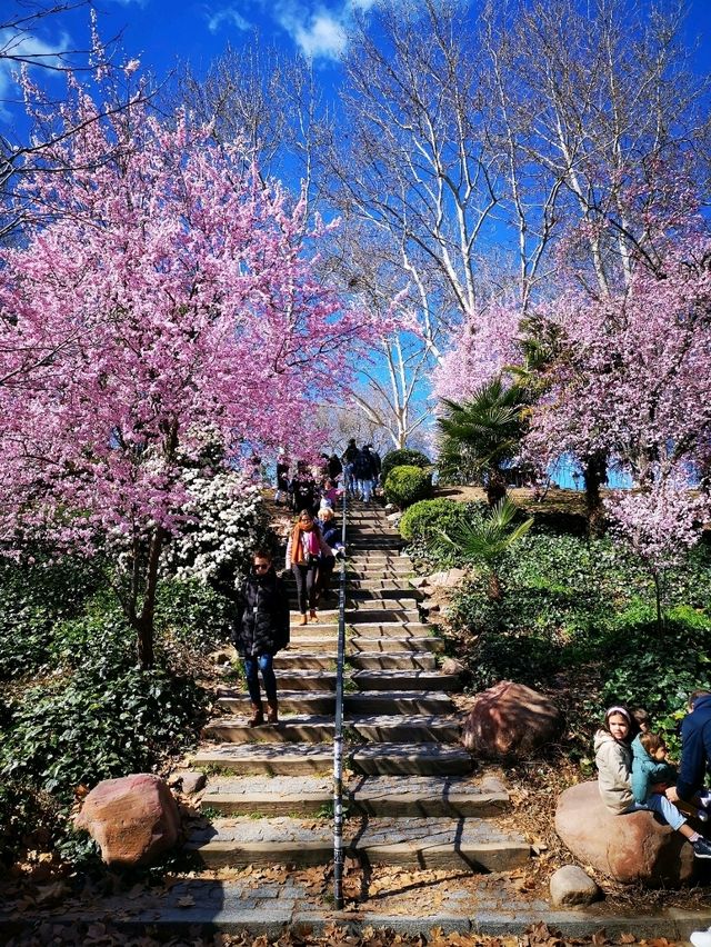 Blooms in Madrid: Cherry Delight