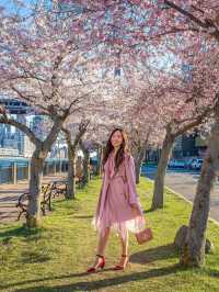 🌸  Brooklyn Botanic Garden 🇺🇸 