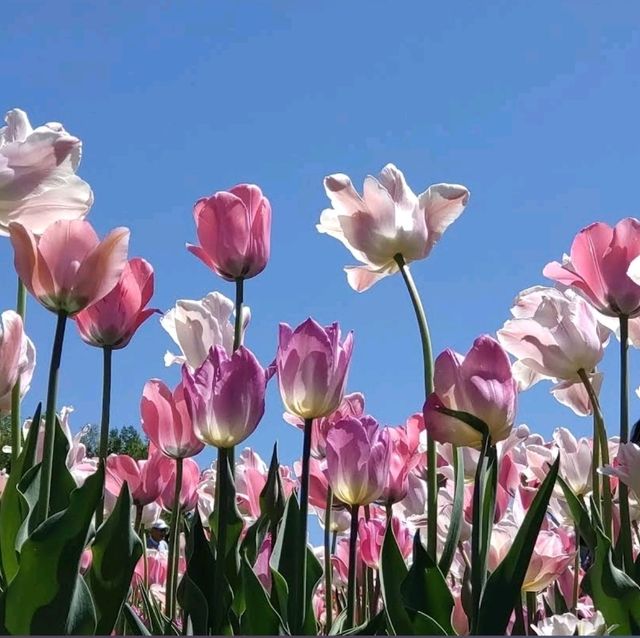 🌸國營瀧野鈴蘭丘陵公園🌸一整片鬱金香花海