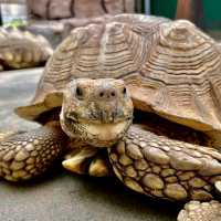 🦘札幌北部野生動物園🦔日本最危險的動物園