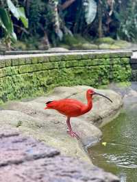 🦜 Discover Birds of Eden, South Africa 🌿