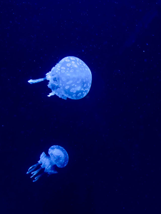 🇯🇵沖繩｜亞洲最大海水水族館看鯨鯊