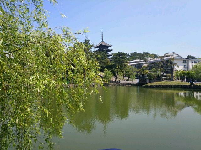 奈良鷺池