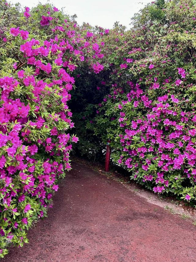 Rainy Day Magic at Busshozan Park