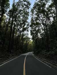 Ever Driven Through a Forest Tunnel? Bohol’s Man-Made Wonder Will Wow You