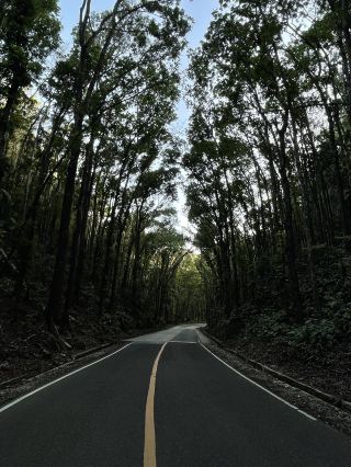 Ever Driven Through a Forest Tunnel? Bohol’s Man-Made Wonder Will Wow You