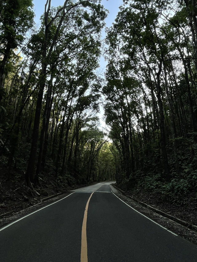 Ever Driven Through a Forest Tunnel? Bohol’s Man-Made Wonder Will Wow You