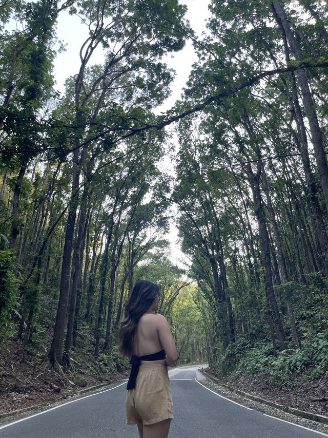 Ever Driven Through a Forest Tunnel? Bohol’s Man-Made Wonder Will Wow You