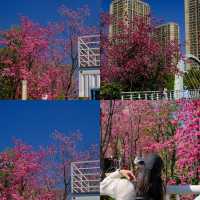 ชมซากุระที่สวนน้ำตกคุนหมิง