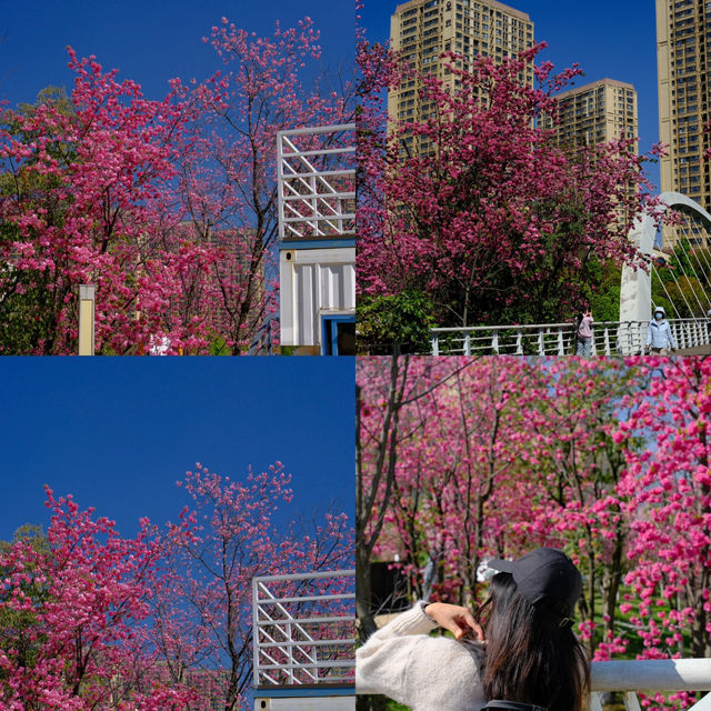 ชมซากุระที่สวนน้ำตกคุนหมิง