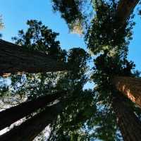 🏔️ Kings Canyon National Park: California’s Underrated Wild Wonder