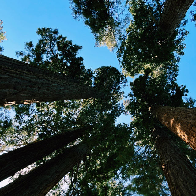 🏔️ Kings Canyon National Park: California’s Underrated Wild Wonder