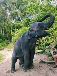 Ферма слонов, где запрещено кататься на них 🐘