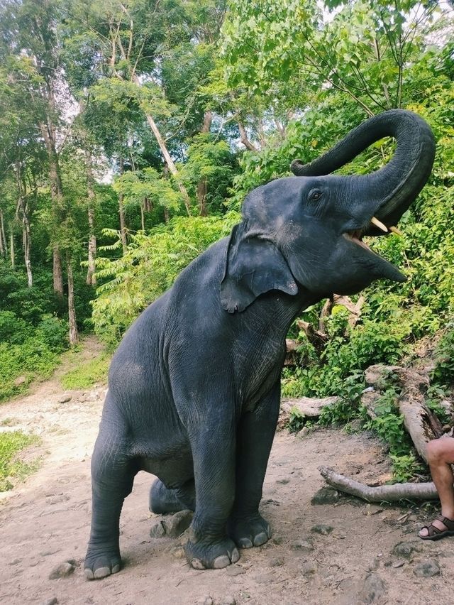 Ферма слонов, где запрещено кататься на них 🐘