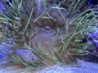 The oceanographic of Valencia