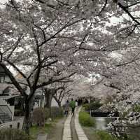 京都終極賞櫻攻略🌸 蹴上鐵道&哲學之路