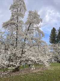 Early spring at the Royal Botanical Gardens in Canada.