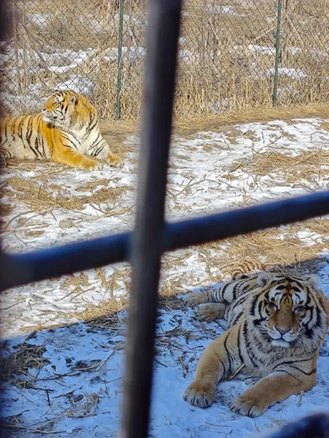 Harbin Siberian Tiger 🐅