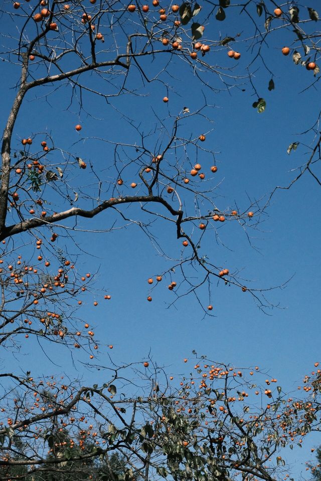 柿柿如意