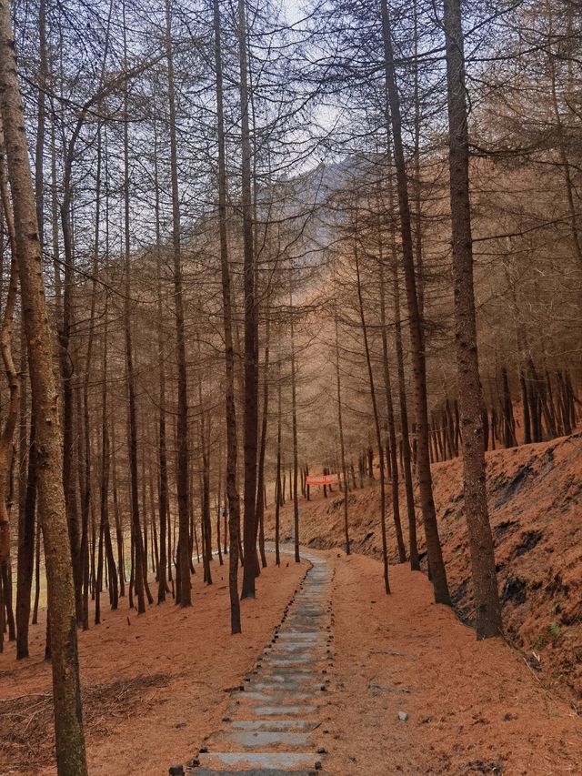 臥龍幹海子，踩滿地松針，看山頂最孤獨的樹
