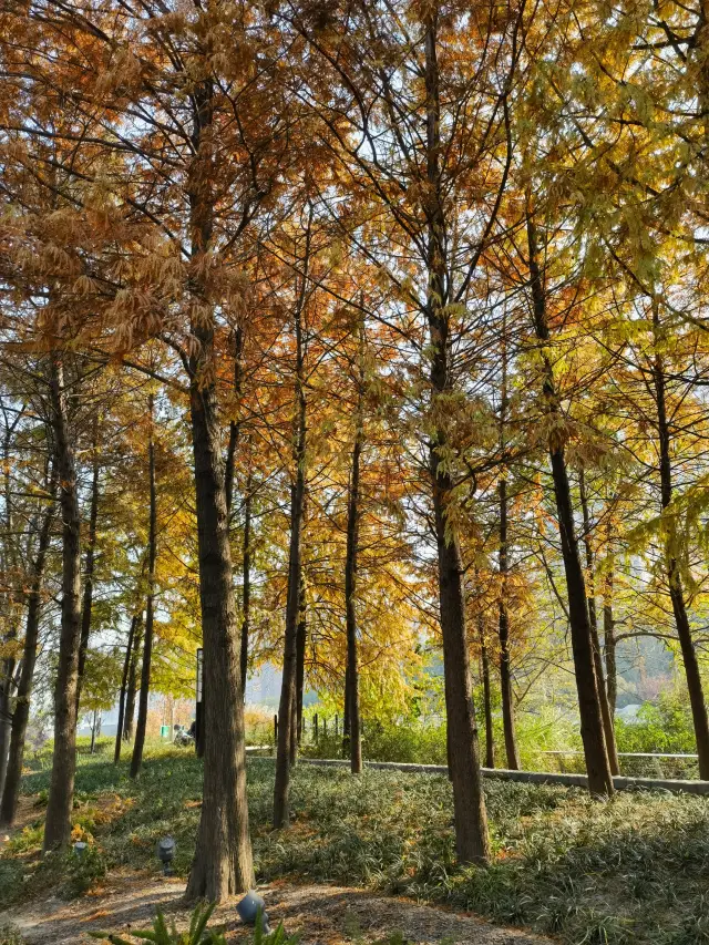 In the deep autumn, it's the Changfeng Park by the Banmasu River