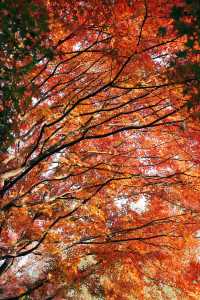 發現上海｜奉賢古華園，這裡的紅葉也很美