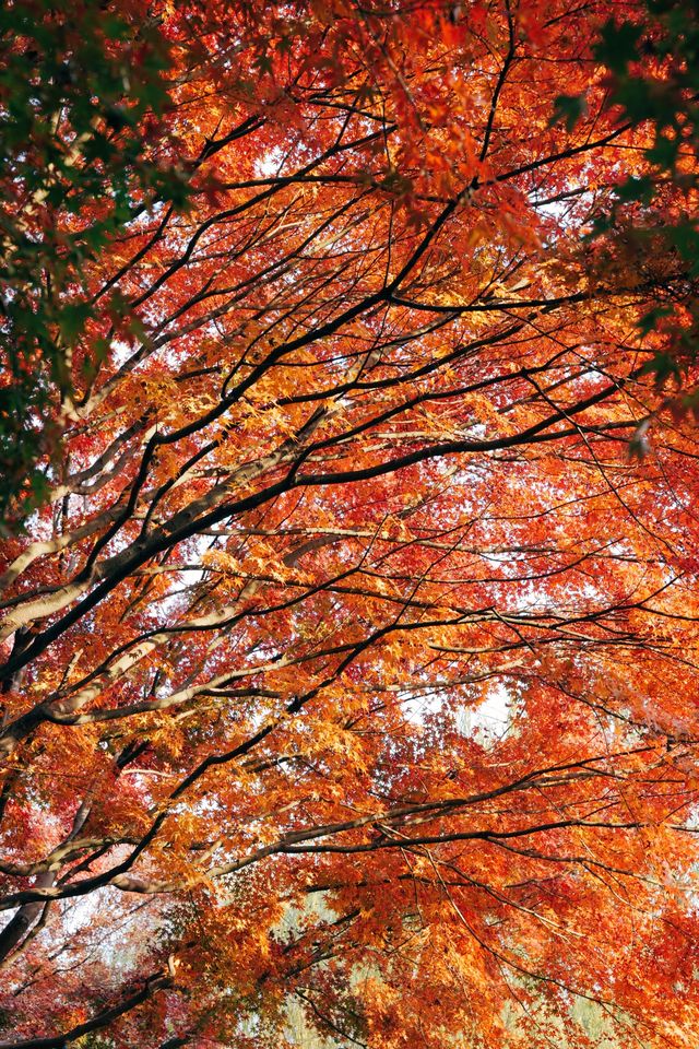 發現上海｜奉賢古華園，這裡的紅葉也很美