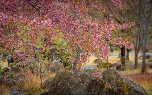 火山の麓の冬の桜