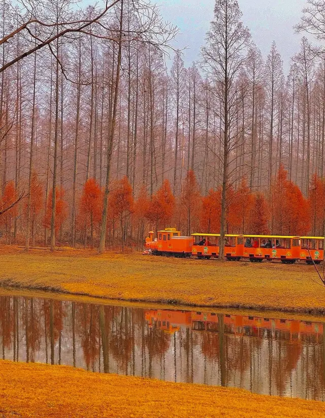 สวนป่าทะเลสีเหลืองย่านเกลือ: ทิวทัศน์สวยงามในวันหลงใหลของฤดูใบไม้ร่วงที่เหมือนกับภาพวาดด้วยน้ำมัน