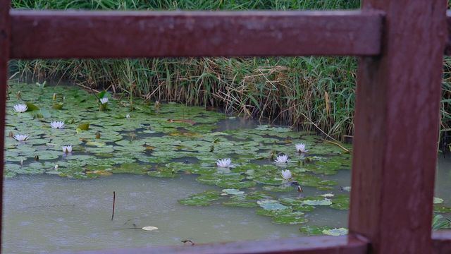 周口市淮陽區 龍湖濕地公園丨北方最佳賞荷盛地