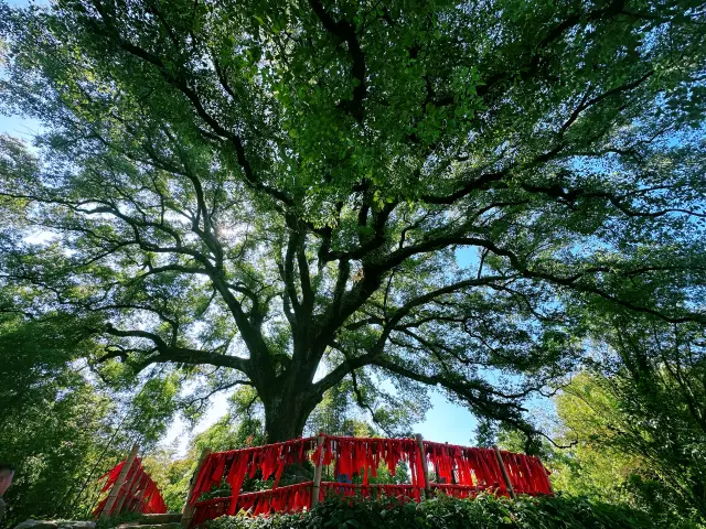 古堰畫鄉，走進屬於我的小森林！