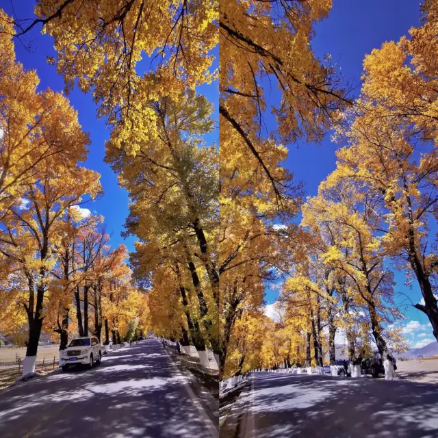 Swiss of Sichuan | The golden oil painting world in autumn