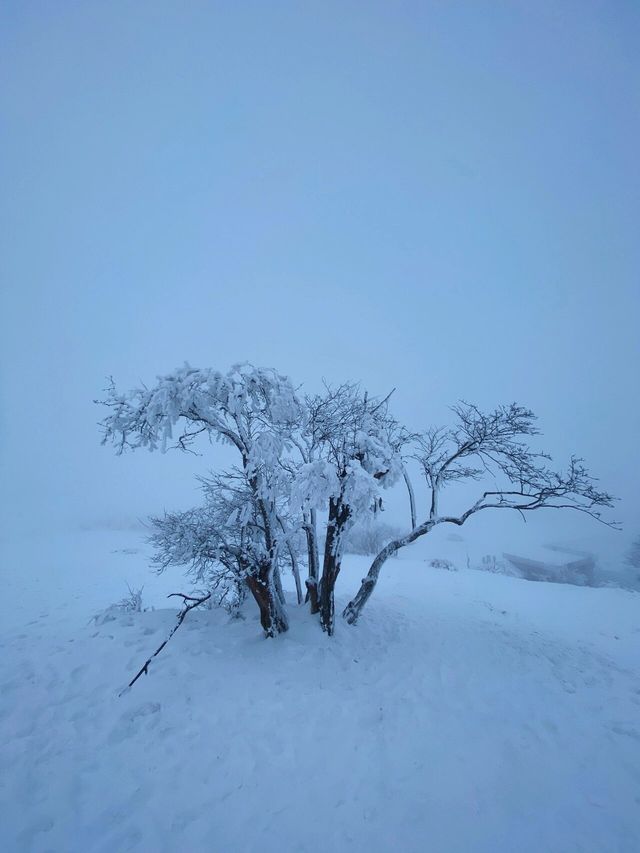 重慶巫溪紅池壩｜遠離喧囂與嘈雜的水墨雪景