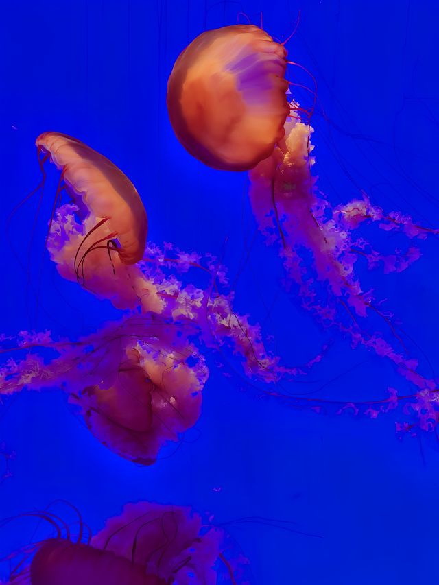 上海海洋水族館20歲啦！