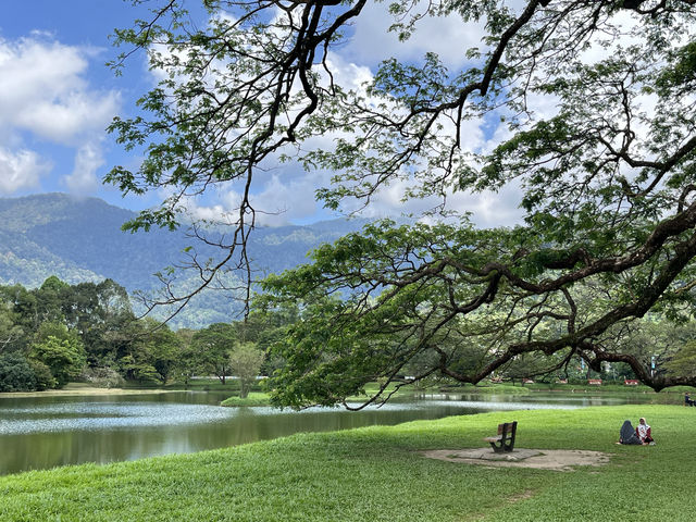 絕美的太平湖和Raintree Walk