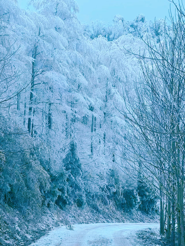 一山賞盡秋山雪色，四明山自駕路線及機位