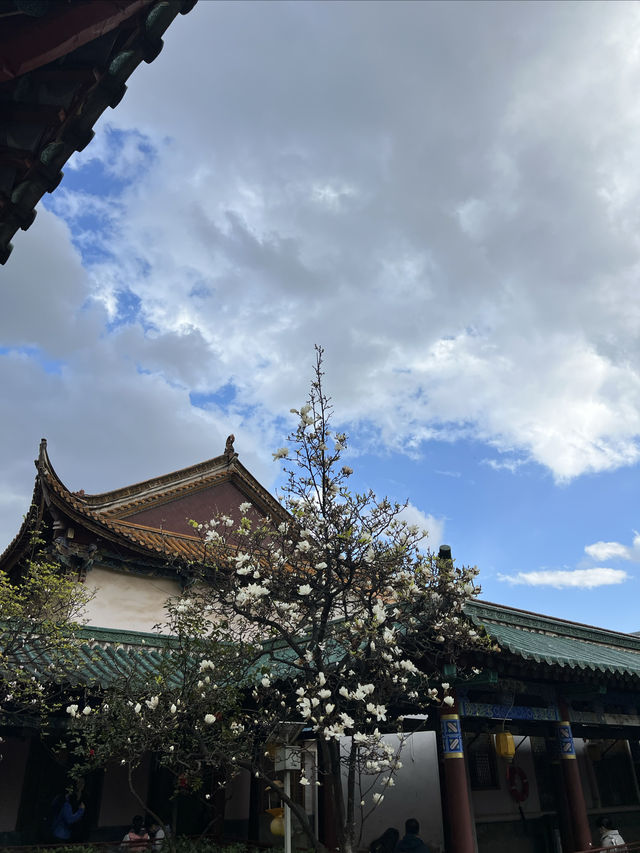 昆明餵海鷗｜不是滇池去不起，而是翠湖公園更有性價比！