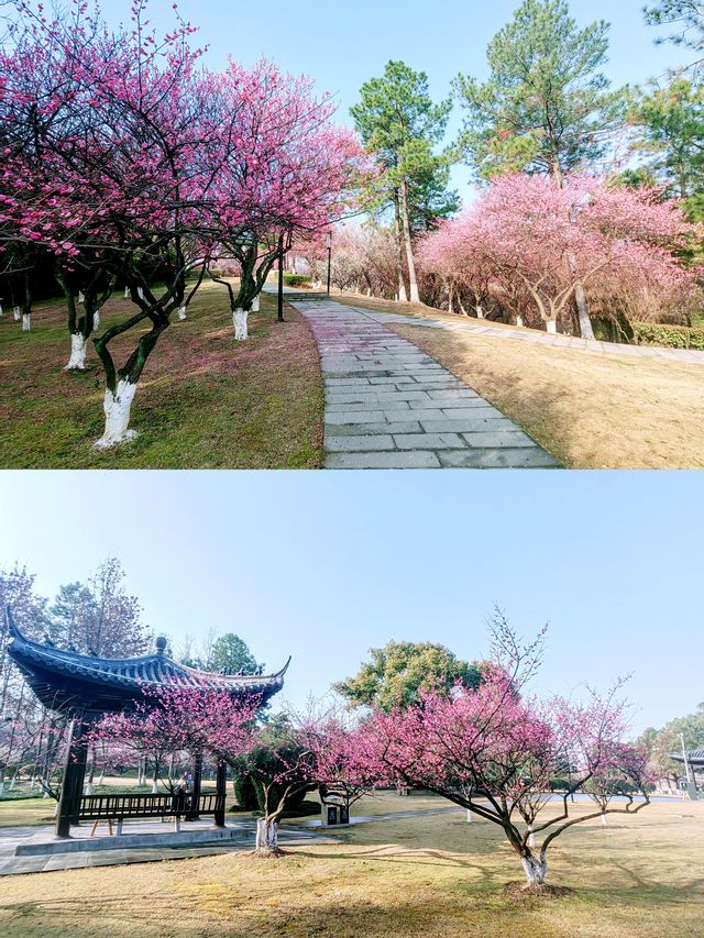 浙江義烏香雪報春園，松梅同框，清新雅致