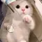 PenBookRainShoe