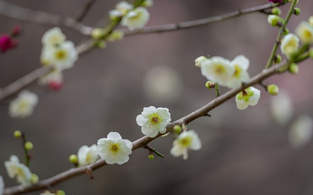 梅園綠萼梅