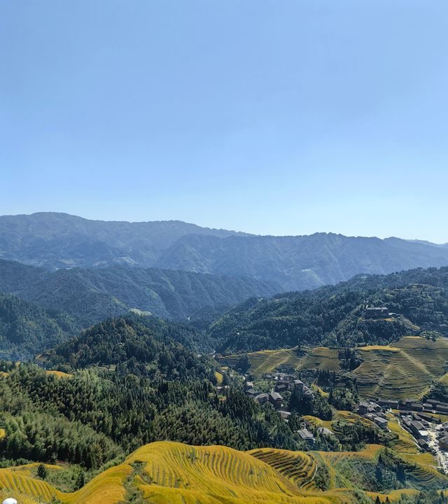 龍脊初秋，稻香彌漫