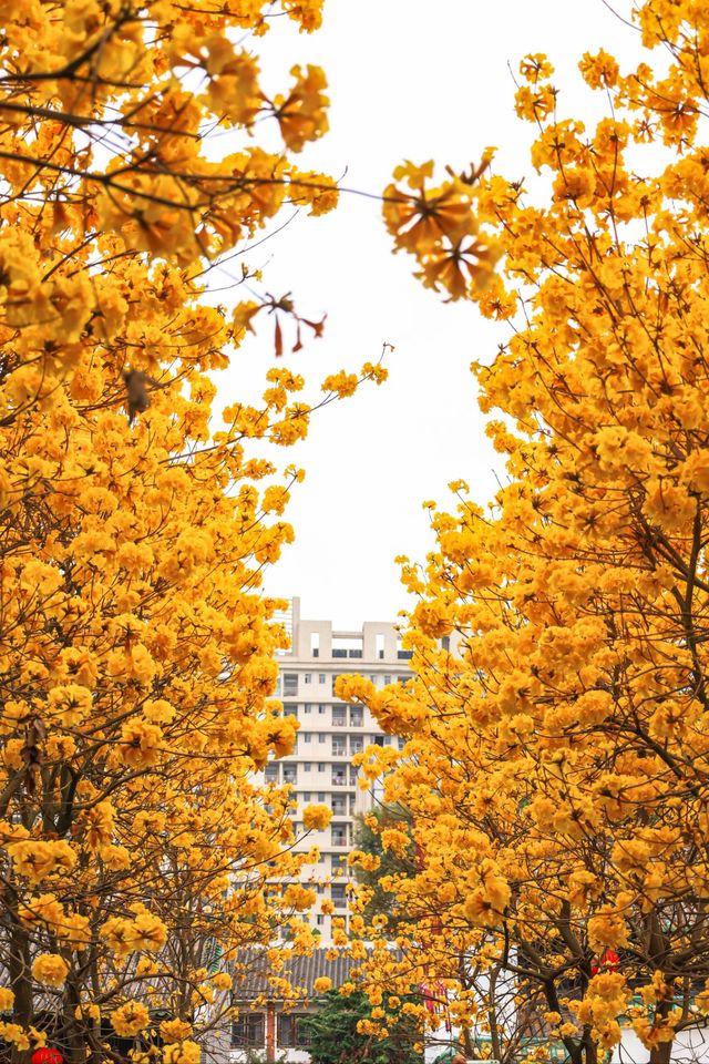 這裡的黃花風鈴木配上古建築太有感覺了叭