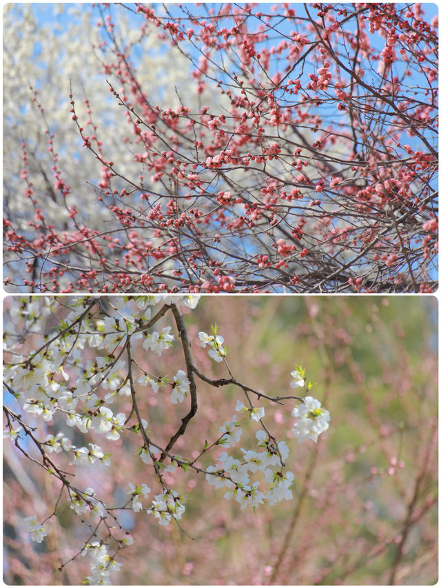 大連賞花攻略：探尋花海，邂逅春日芬芳