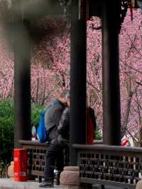 永遠相信望江樓公園的春天!