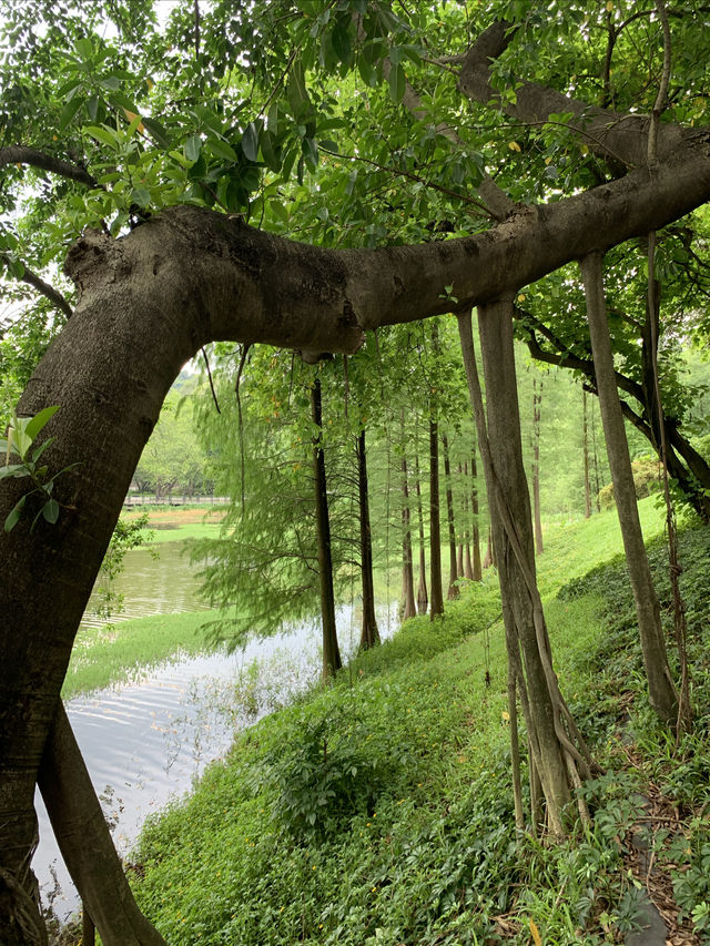 在網上跟風最成功的一次！藏著一個瀑布的寶藏公園